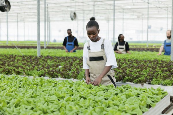 Quelle est la meilleure méthode pour faire des œufs brouillés crémeux et parfumés ?
